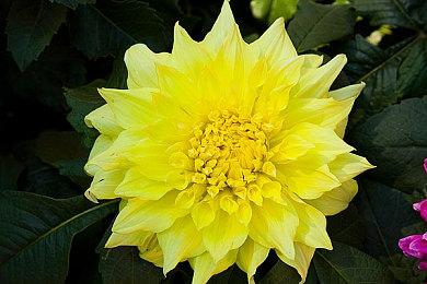 爆料者辟谣《怪物猎人：荒野》细节传闻：都是假的